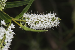Veronica parviflora
