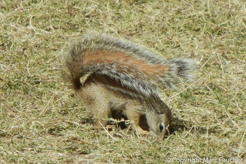 Striped Ground Squirrel