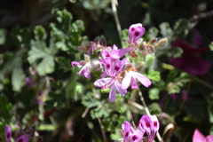 Pelargonium