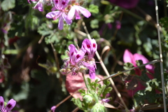 Pelargonium