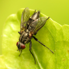 Rhinophoridae