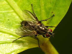 Rhinophoridae