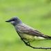 Cassin's Kingbird - Photo (c) Pablo LÃ¨autaud, some rights reserved (CC BY-NC-ND), uploaded by Pablo Leautaud