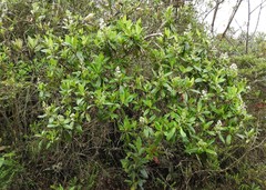 Escallonia paniculata
