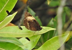 Pedaliodes praxithea