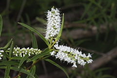 Veronica parviflora