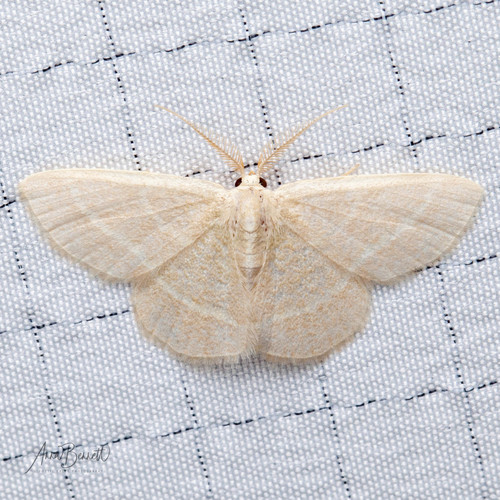 Blackberry Looper Moth