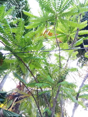 Averrhoa bilimbi