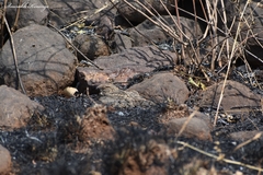 Caprimulgus asiaticus