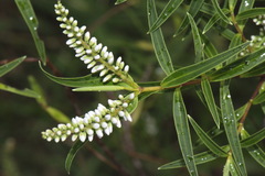 Veronica parviflora