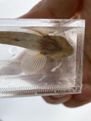 Tridentiger bifasciatus