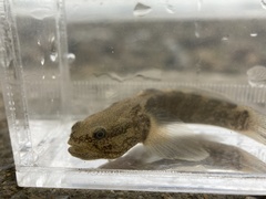 Tridentiger bifasciatus