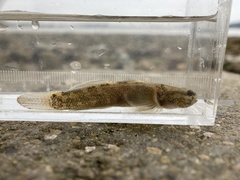 Tridentiger bifasciatus