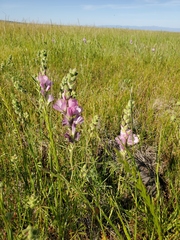 Sidalcea hirsuta