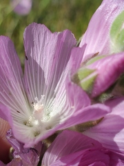 Sidalcea hirsuta