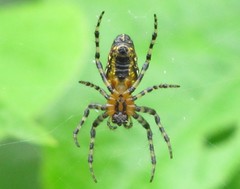 Alpaida grayi