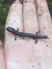 Plethodon nettingi