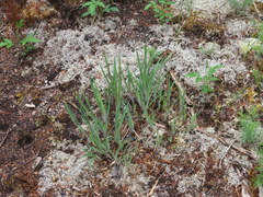 Iris verna smalliana