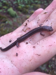 Plethodon nettingi