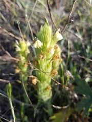 Castilleja tenuis