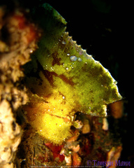 Taenianotus triacanthus