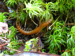 Scolopocryptops gracilis