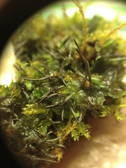 Anthoceros macounii