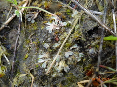 Riccia beyrichiana