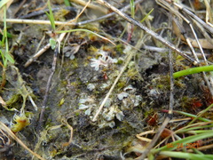 Riccia beyrichiana