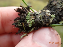Riccia beyrichiana