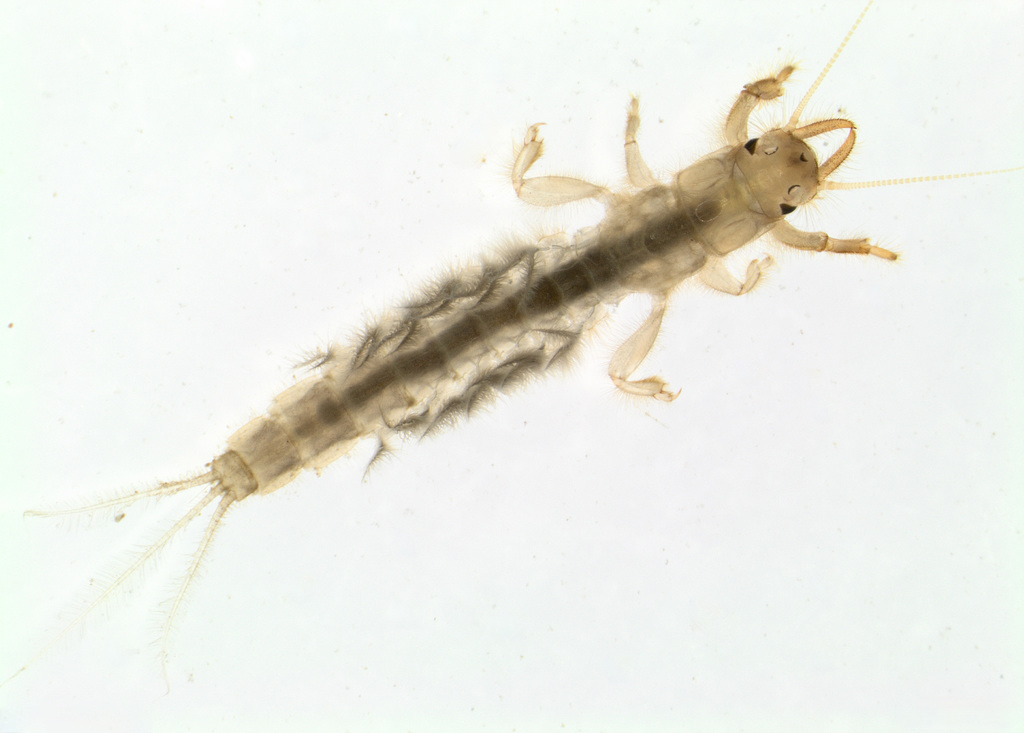 Ichthybotus hudsoni