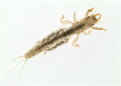 Ichthybotus hudsoni