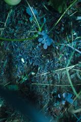 Anthoceros macounii