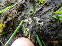 Riccia beyrichiana