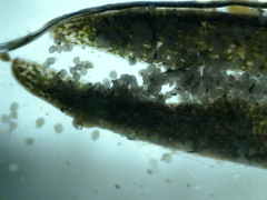 Anthoceros macounii