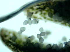 Anthoceros macounii