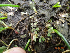 Riccia beyrichiana