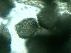 Anthoceros macounii