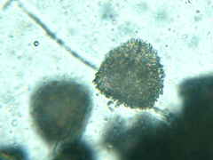 Anthoceros macounii