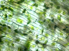 Anthoceros macounii