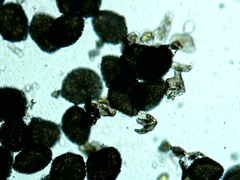 Anthoceros macounii