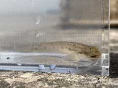 Apocryptodon punctatus