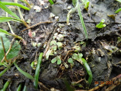 Riccia beyrichiana