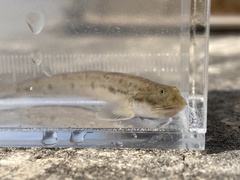 Apocryptodon punctatus