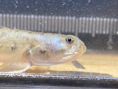 Apocryptodon punctatus