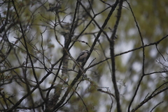Poecile atricapillus