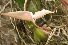 Gongora unicolor