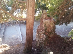 Sciurus carolinensis