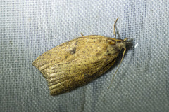 Meritastis