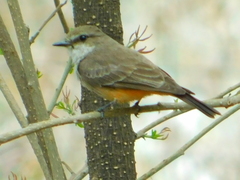 Pyrocephalus rubinus